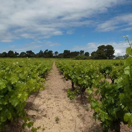 Marrakech Guest In The Heart Of The Vineyard Πανσιόν