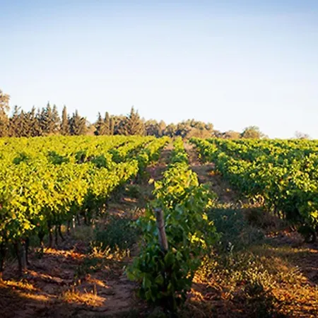 In Guest - Guest In The Heart Of The Vineyard Guest house *