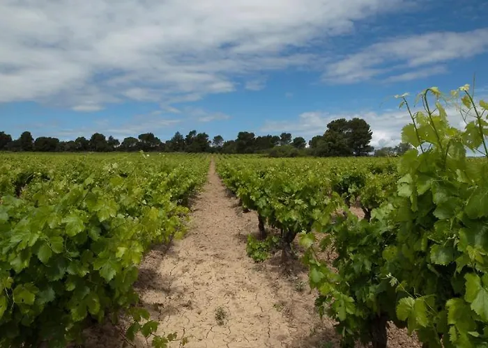 Marrakech Guest In The Heart Of The Vineyard Maison d'hôtes