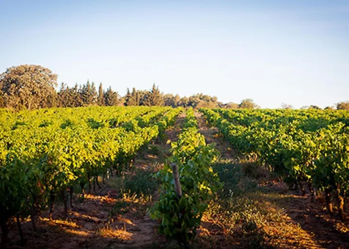 Marrakech Guest In The Heart Of The Vineyard Maison d'hôtes 4*